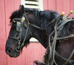 Mascara fina de piel color castaño