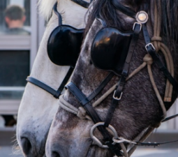 Mascara fina de piel color castaño